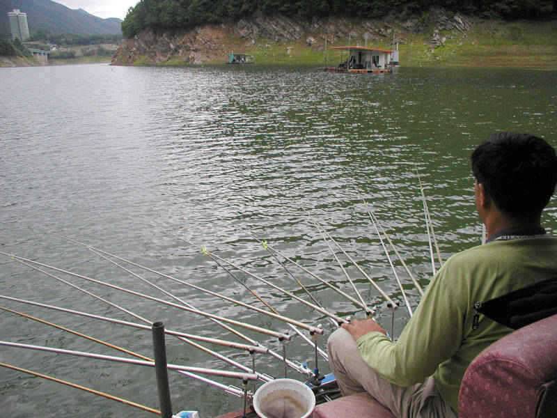 충주호 4자 대물 행진은 이어지고 하천 명서낚시터 소식 (조황조행기 - 특파원조황)