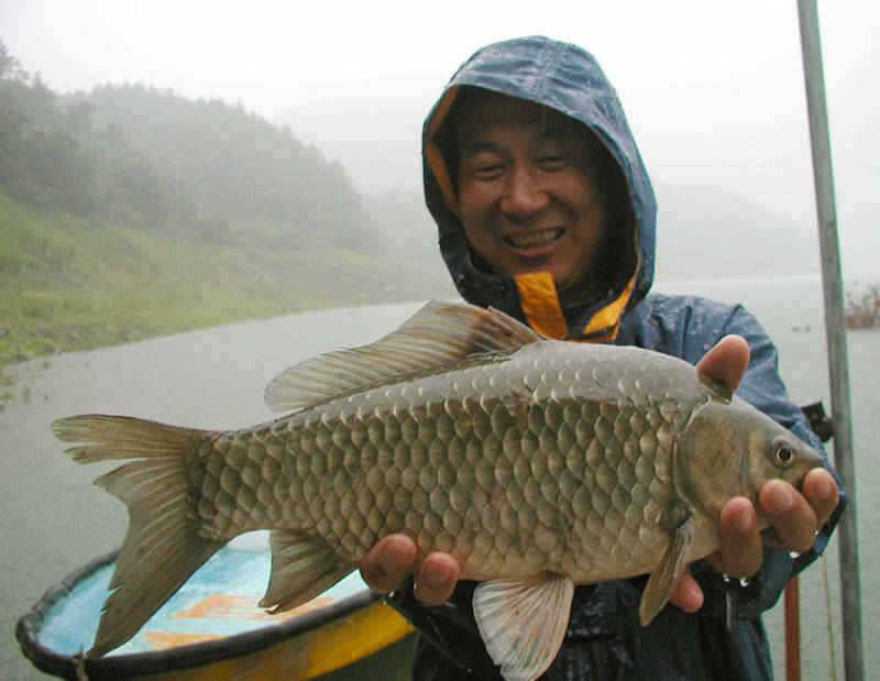 충주호 빗속에 올려진 39cm 대물붕어의 모습 (조황조행기 - 특파원조황)