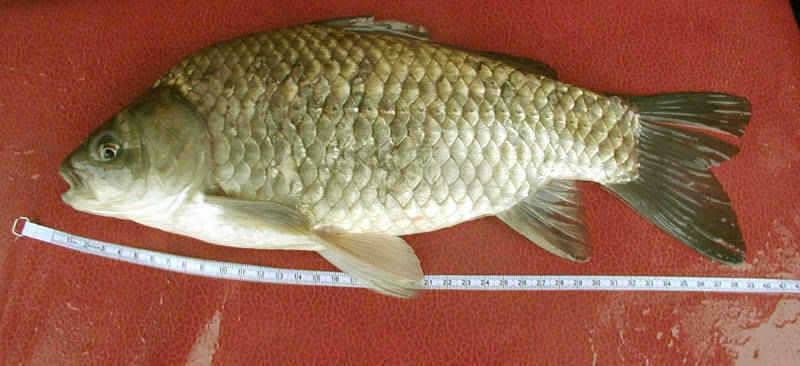 충주호 빗속에 올려진 39cm 대물붕어의 모습 (조황조행기 - 특파원조황)