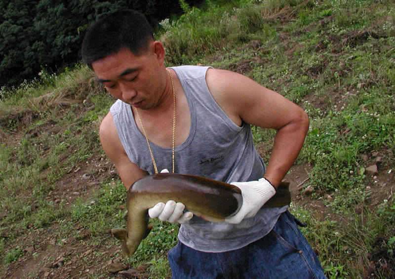 충주호 오름수위에 곳곳에서 대물장어 소식이 전해오고 있습니다 (조황조행기 - 특파원조황)