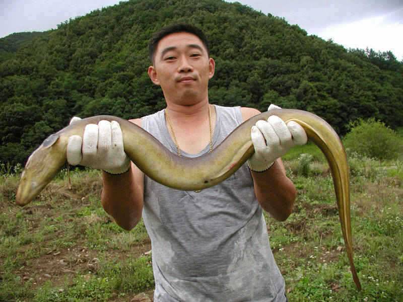 충주호 오름수위에 곳곳에서 대물장어 소식이 전해오고 있습니다 (조황조행기 - 특파원조황)