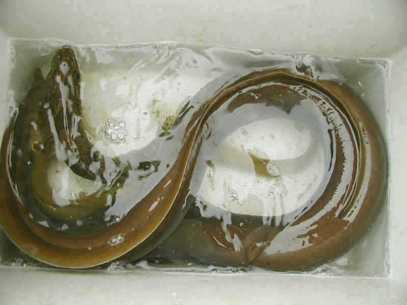 충주호 오름수위에 곳곳에서 대물장어 소식이 전해오고 있습니다 (조황조행기 - 특파원조황)
