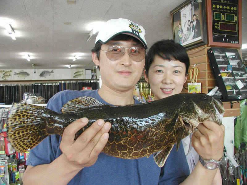 2122일 충주호 조황소식 및 5자쏘가리의 모습 (조황조행기 - 특파원조황)