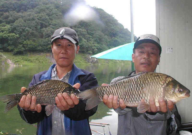 충주호 막바지 장맛비 4자 대물붕어 소식은 이어지고 (조황조행기 - 특파원조황)