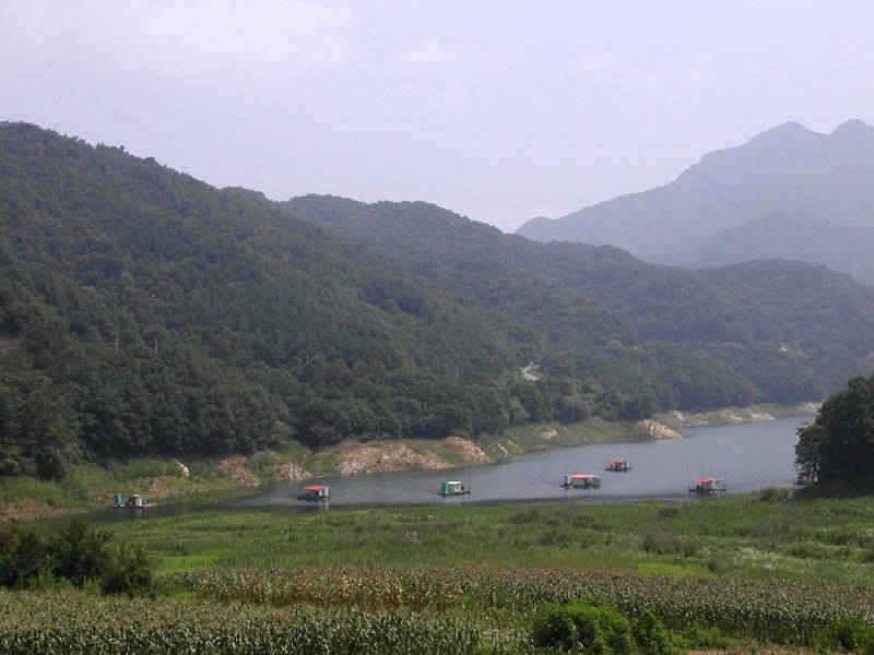 본격적인 삼복더위 낮낚시에 붕어입질 (조황조행기 - 특파원조황)