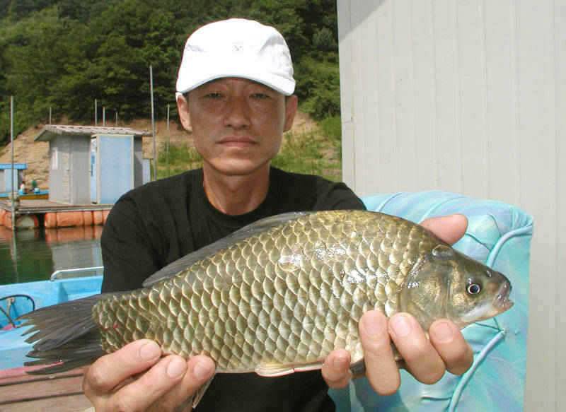 본격적인 삼복더위 낮낚시에 붕어입질 (조황조행기 - 특파원조황)