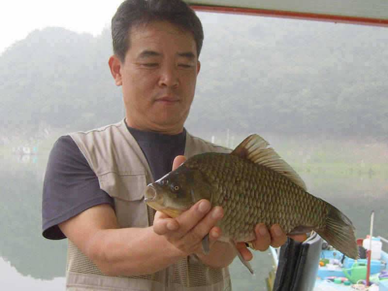 충주호 조황편차속에 대물 붕어를 (조황조행기 - 특파원조황)