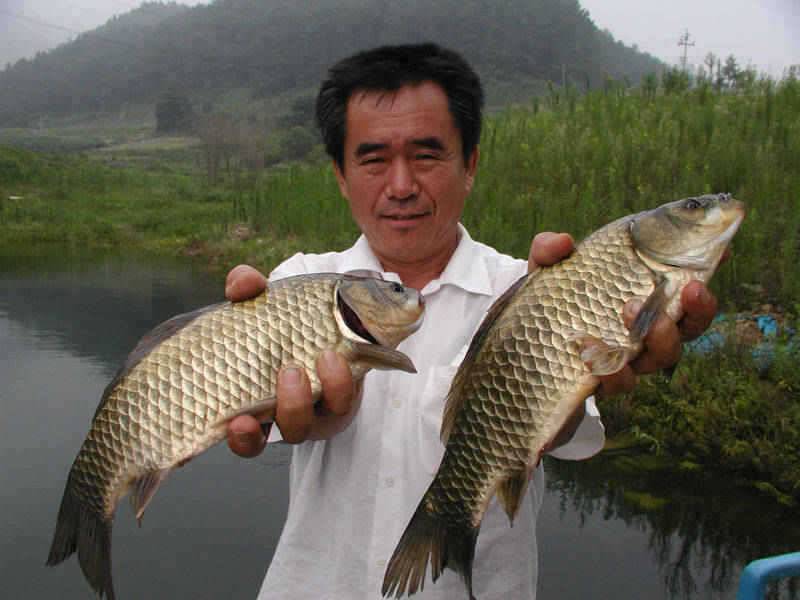 충주호 조황편차속에 대물 붕어를 (조황조행기 - 특파원조황)