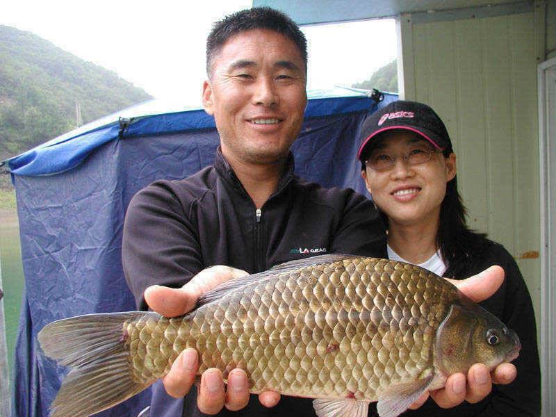 충주호 목벌에선 대물붕어 하천엔 마릿수 붕어가 (조황조행기 - 특파원조황)
