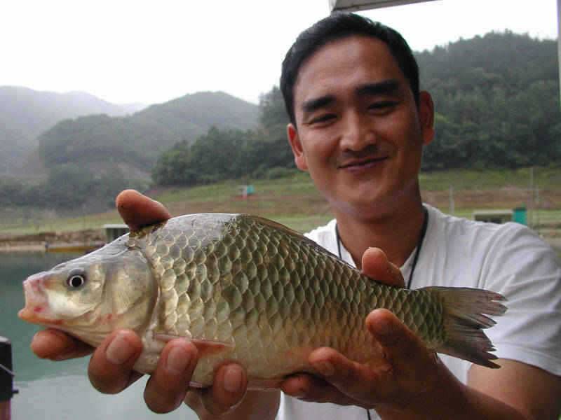 충주호 목벌에선 대물붕어 하천엔 마릿수 붕어가 (조황조행기 - 특파원조황)