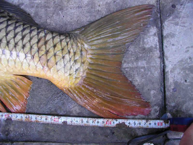충주호 대낚에 올라온 90cm 잉어의 모습과 붕어조황 소식 (조황조행기 - 특파원조황)