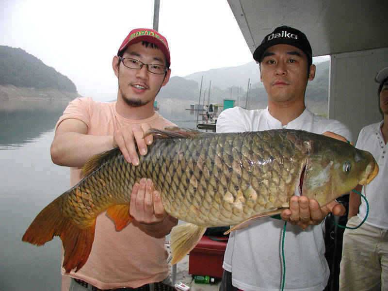 충주호 대낚에 올라온 90cm 잉어의 모습과 붕어조황 소식 (조황조행기 - 특파원조황)