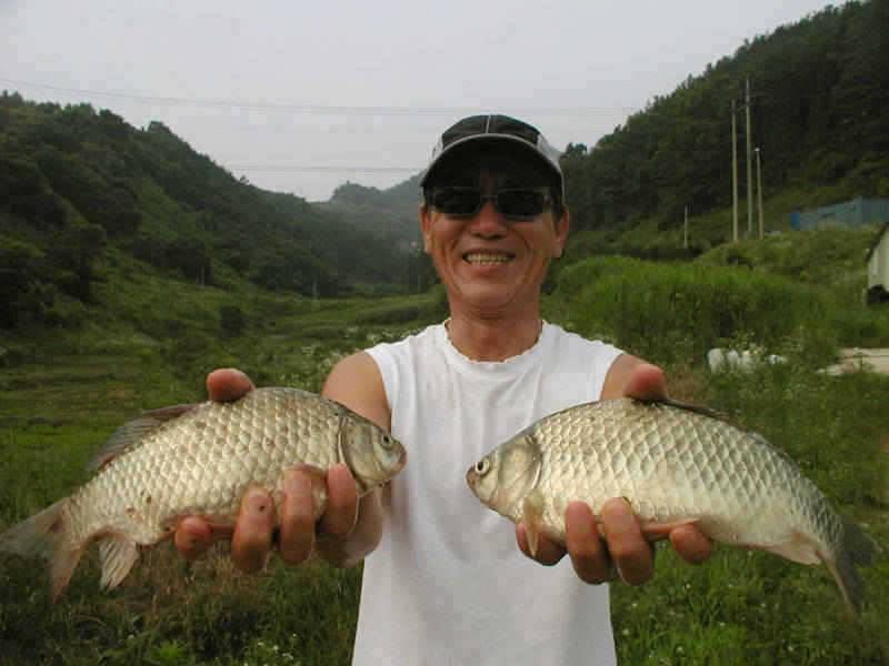 충주호 7일씨알과 마릿수 조과에 주말 전좌대 매진 (조황조행기 - 특파원조황)