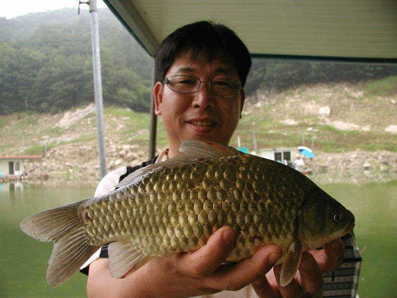 충주호 월척붕어에 5짜쏘가리 장어소식입니다 (조황조행기 - 특파원조황)
