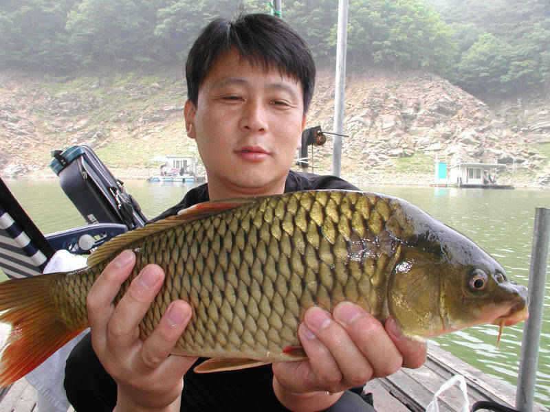 충주호 월척붕어에 5짜쏘가리 장어소식입니다 (조황조행기 - 특파원조황)