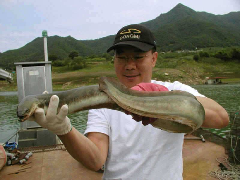 충주호 15kg의 대물장어와 붕어조황 소식입니다 (조황조행기 - 특파원조황)
