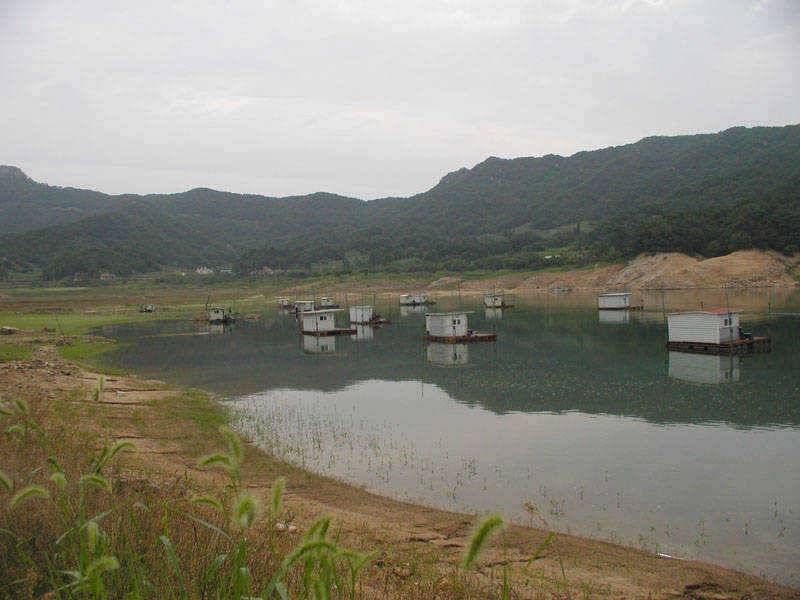 충주호 15kg의 대물장어와 붕어조황 소식입니다 (조황조행기 - 특파원조황)