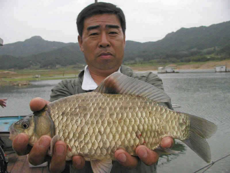 충주호 15kg의 대물장어와 붕어조황 소식입니다 (조황조행기 - 특파원조황)