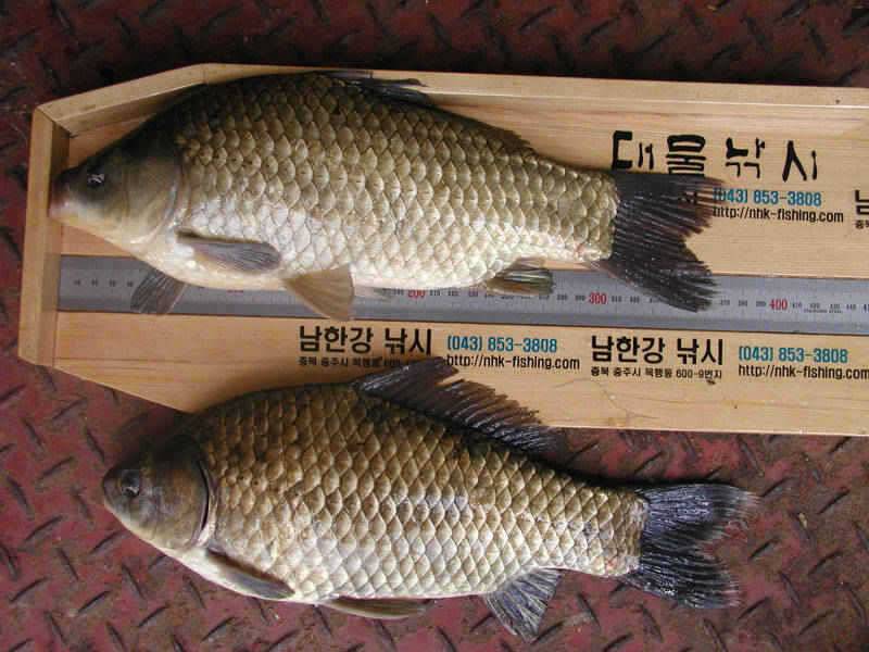 충주호 42cm 38cm 쌍둥이 대물붕어 장어 치어방류 행사 (조황조행기 - 특파원조황)