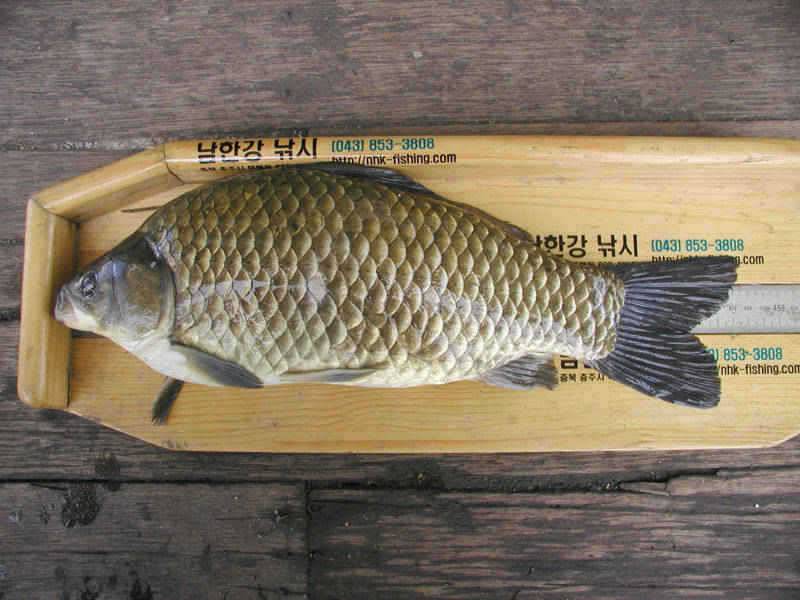 충주호 42cm 38cm 쌍둥이 대물붕어 장어 치어방류 행사 (조황조행기 - 특파원조황)