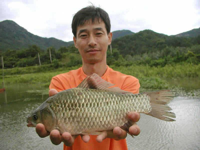 충주호 36cm 42cm붕어 모습과 주말조황 소식입니다 (조황조행기 - 특파원조황)