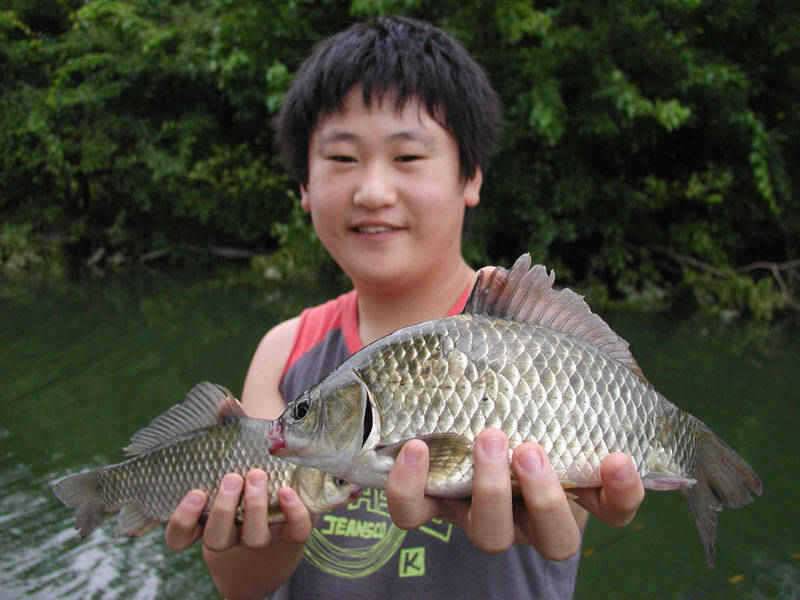 충주호 36cm 42cm붕어 모습과 주말조황 소식입니다 (조황조행기 - 특파원조황)