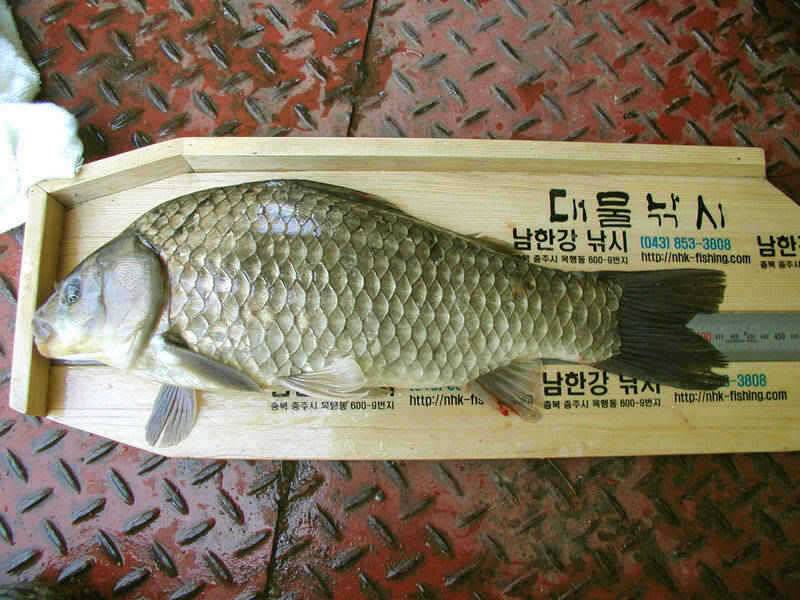 충주호 36cm 42cm붕어 모습과 주말조황 소식입니다 (조황조행기 - 특파원조황)