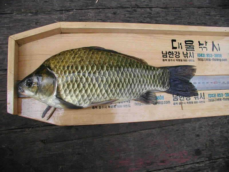 충주호 36cm 42cm붕어 모습과 주말조황 소식입니다 (조황조행기 - 특파원조황)