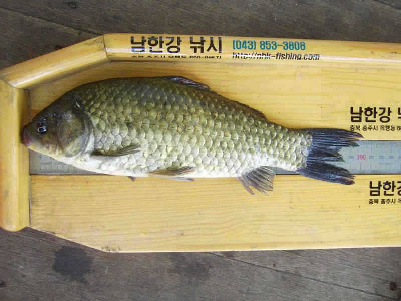 충주호 수문방류 중단 하천낚시터의 37cm 대물붕어 (조황조행기 - 특파원조황)