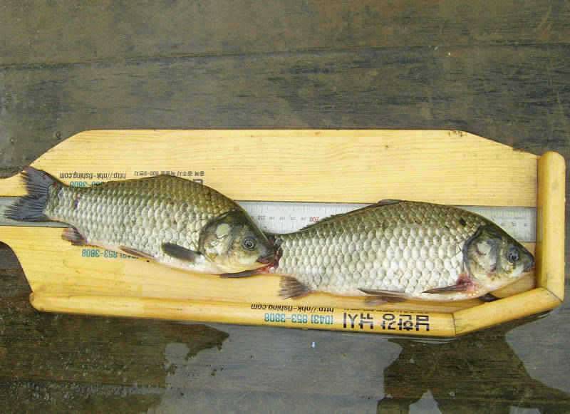 충주호 수문방류 중단 하천낚시터의 37cm 대물붕어 (조황조행기 - 특파원조황)