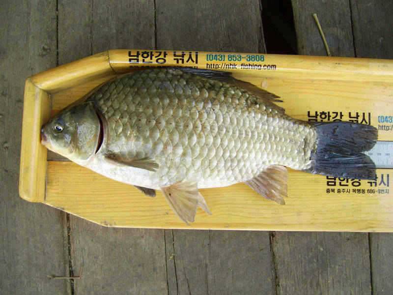 충주호 수문방류 중단 하천낚시터의 37cm 대물붕어 (조황조행기 - 특파원조황)