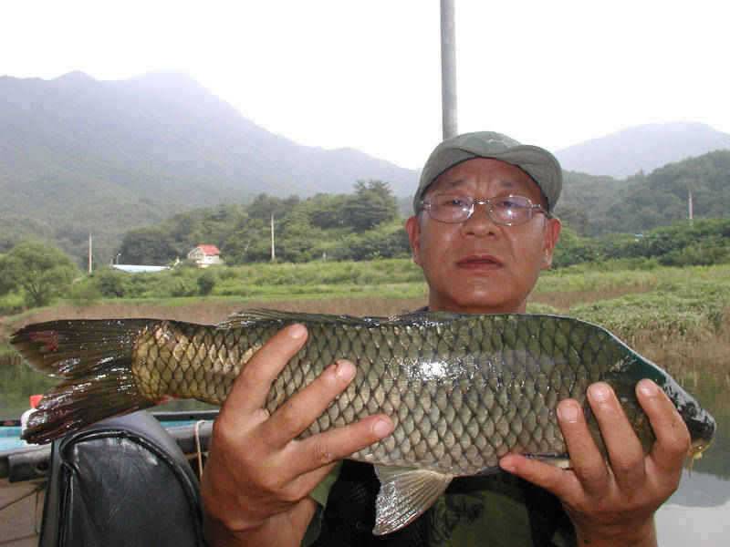 충주호 41cm대물붕어 다시 꿈틀대는 장어소식입니다 (조황조행기 - 특파원조황)
