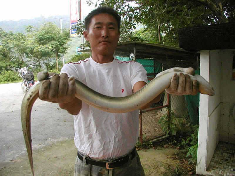 충주호 대물붕어 대물장어의 모습입니다 (조황조행기 - 특파원조황)
