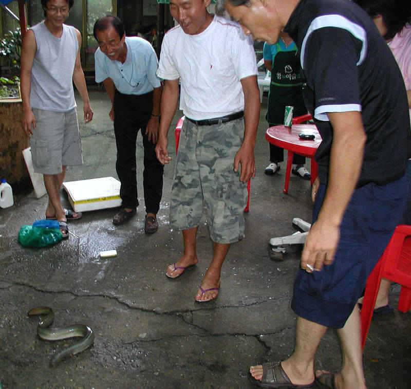 충주호 대물붕어 대물장어의 모습입니다 (조황조행기 - 특파원조황)
