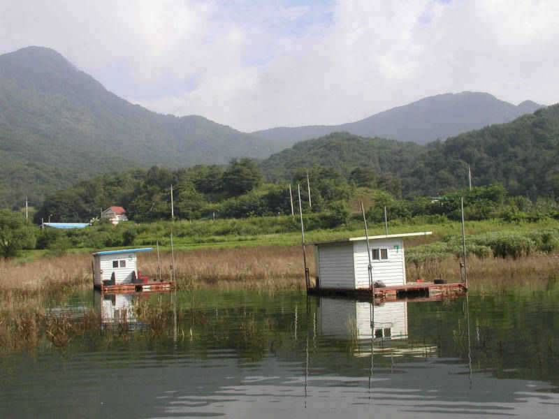충주호 대물붕어 대물장어의 모습입니다 (조황조행기 - 특파원조황)