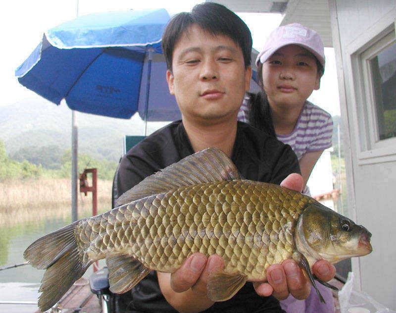 충주호 대물붕어 대물장어의 모습입니다 (조황조행기 - 특파원조황)