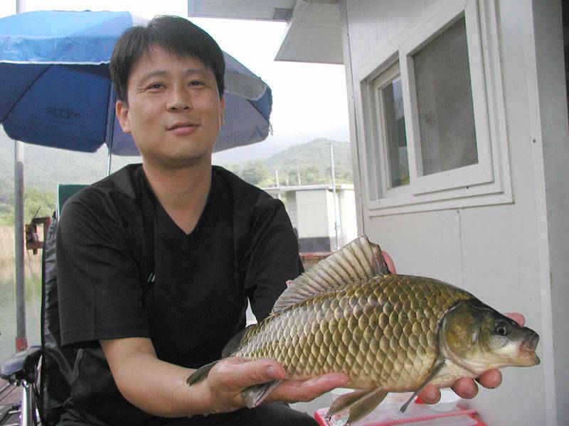 충주호 대물붕어 대물장어의 모습입니다 (조황조행기 - 특파원조황)