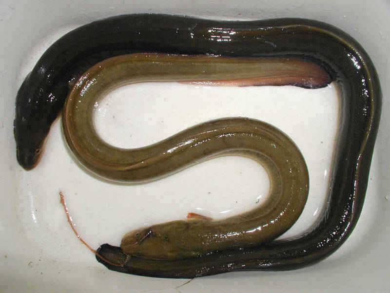 충주호 38cm대물붕어 모습과 장어조황 소식입니다 (조황조행기 - 특파원조황)