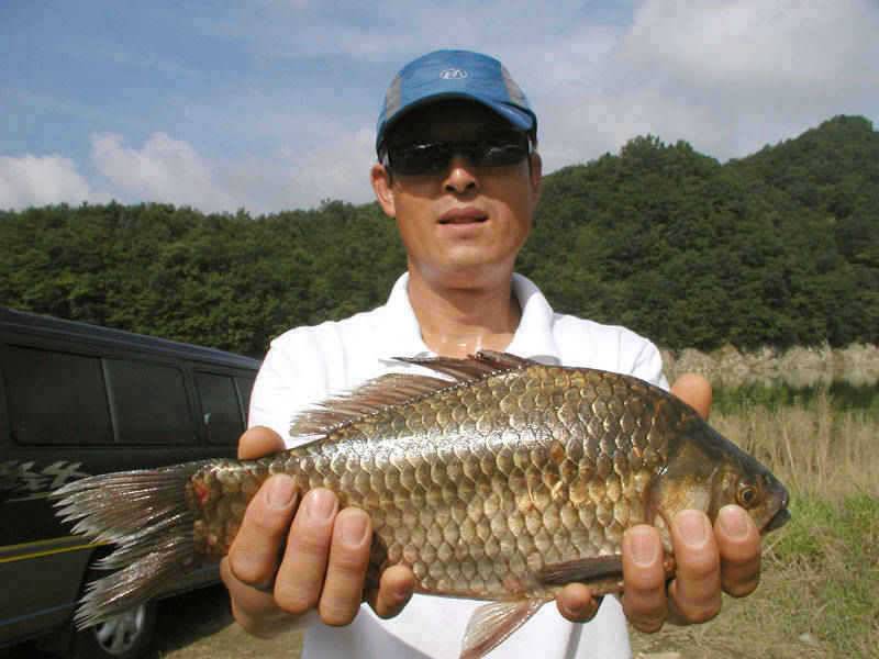 충주호 38cm대물붕어 모습과 장어조황 소식입니다 (조황조행기 - 특파원조황)