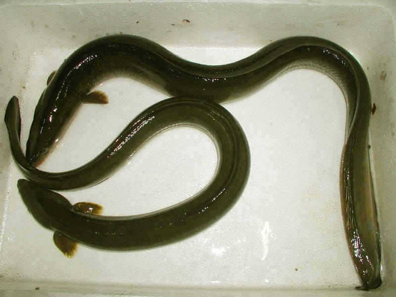 충주호 38cm대물붕어 모습과 장어조황 소식입니다 (조황조행기 - 특파원조황)