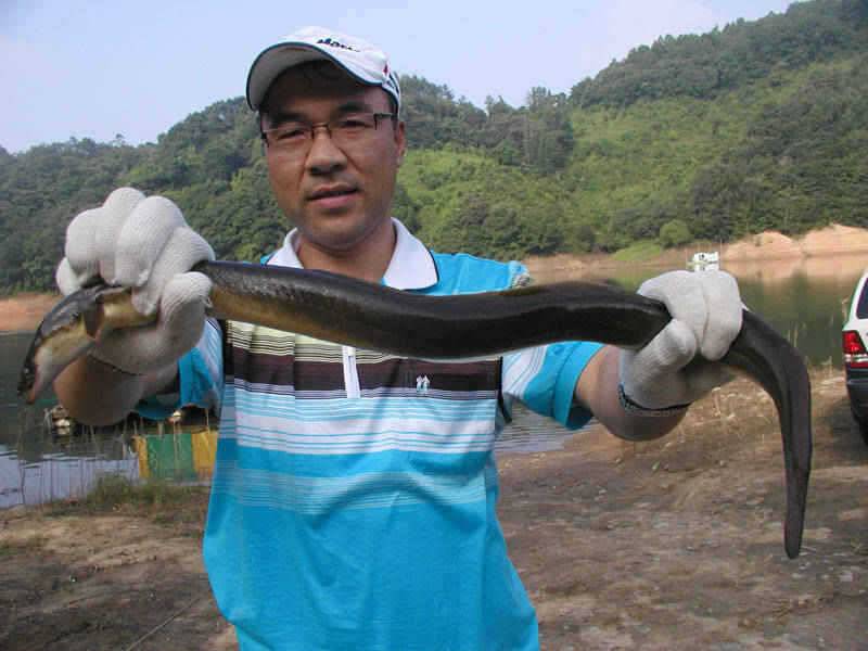 충주호 38cm대물붕어 모습과 장어조황 소식입니다 (조황조행기 - 특파원조황)