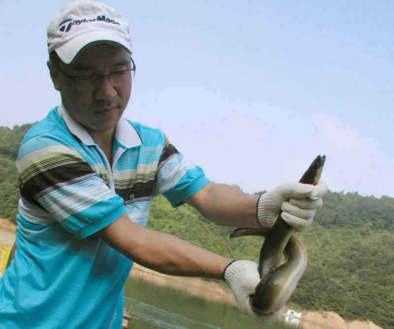 충주호 38cm대물붕어 모습과 장어조황 소식입니다 (조황조행기 - 특파원조황)