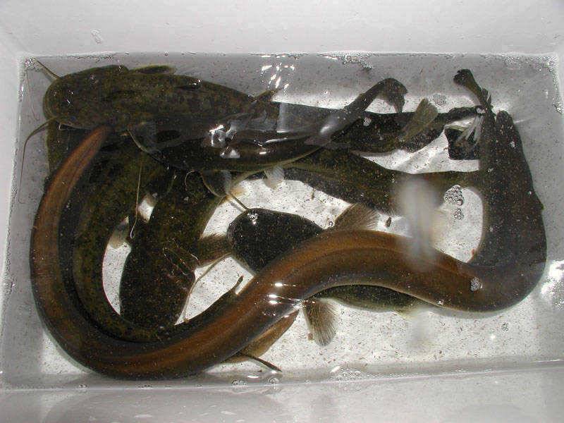 충주호 38cm대물붕어 모습과 장어조황 소식입니다 (조황조행기 - 특파원조황)