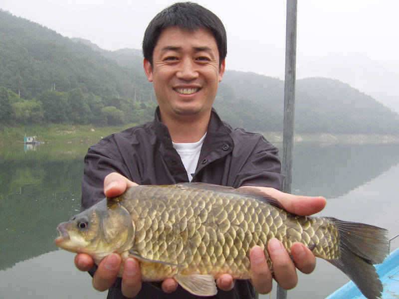 충주호 오름수위 예상 하천에서 375cm 대물붕어 낚여 (조황조행기 - 특파원조황)