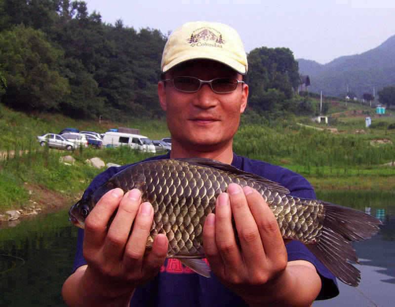 충주호 오름수위 예상 하천에서 375cm 대물붕어 낚여 (조황조행기 - 특파원조황)