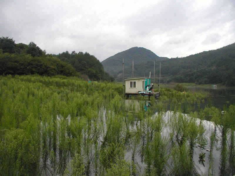 충주호 하천 솔낚시터 소식입니다 (조황조행기 - 특파원조황)