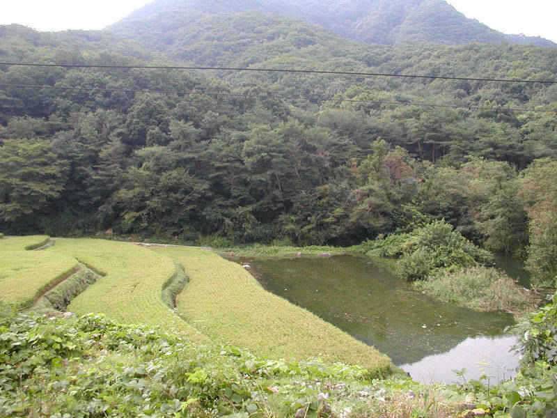 충주호 붕어 장어낚시 소식입니다 (조황조행기 - 특파원조황)