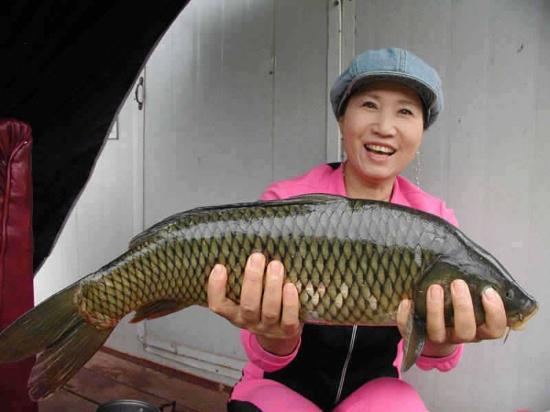 충주호 마릿수는 부진 대물붕어와 1kg급 장어모습입니다 (조황조행기 - 특파원조황)