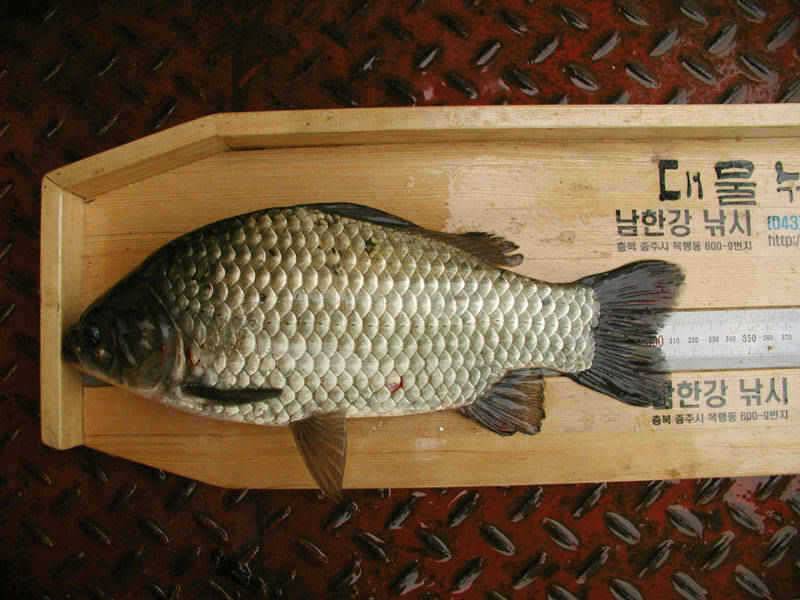 충주호 풍성한 한가위에 조황도 대박입니다 (조황조행기 - 특파원조황)