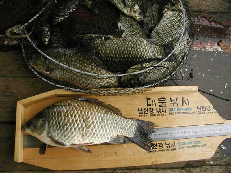 충주호 풍성한 한가위에 조황도 대박입니다 (조황조행기 - 특파원조황)